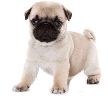 Cheap hotsell small puppies